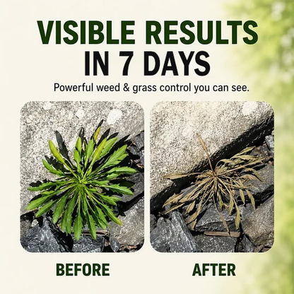 💥 SAVE 50% -Fast-Acting Natural Weed & Grass Killer Spray